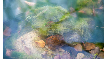 Blätter Algen Steine Teichgrund