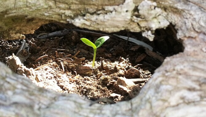 Koifutter Grower für gutes Wachstum