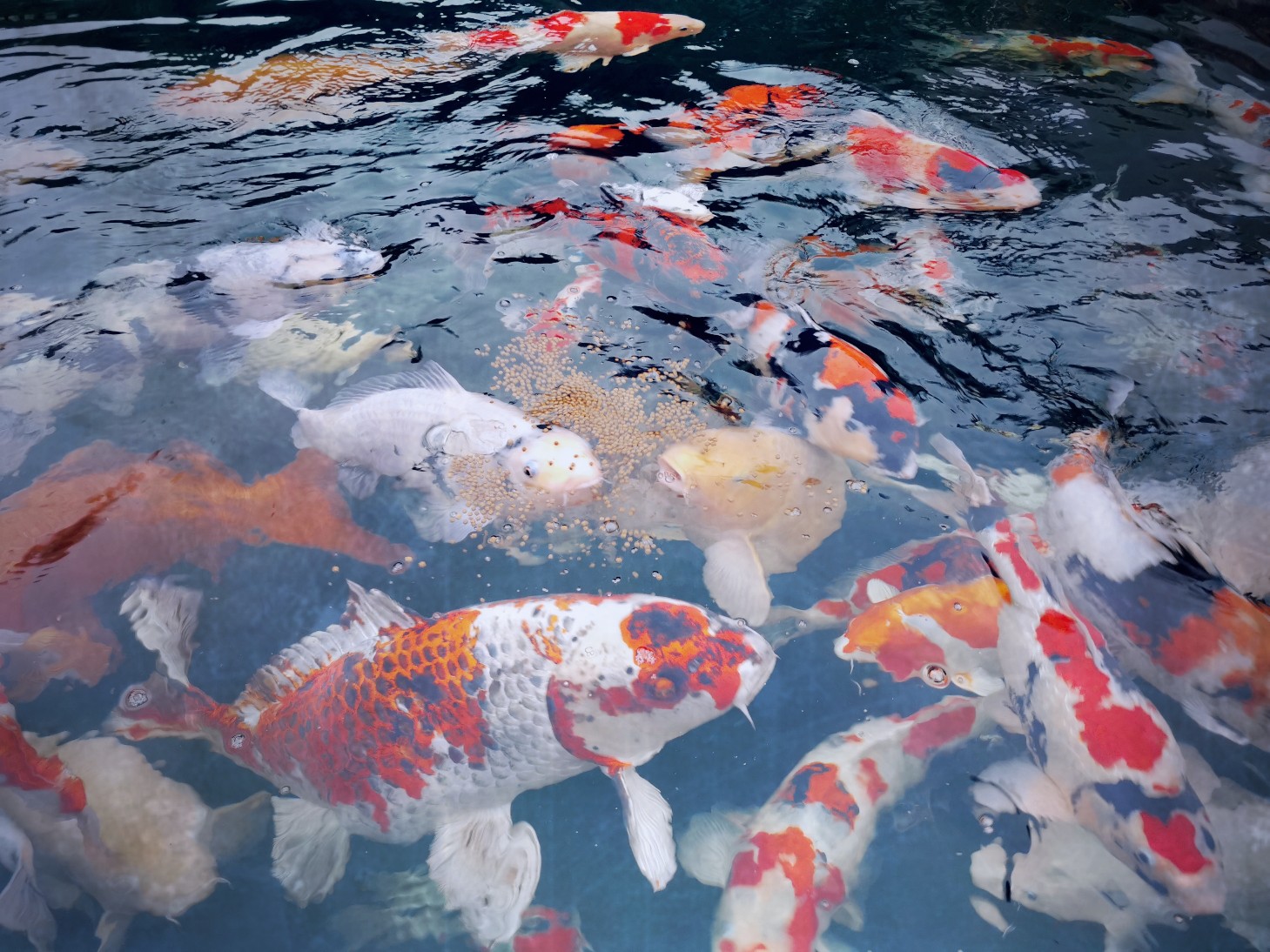 Koi Futter für Herbst und Winter