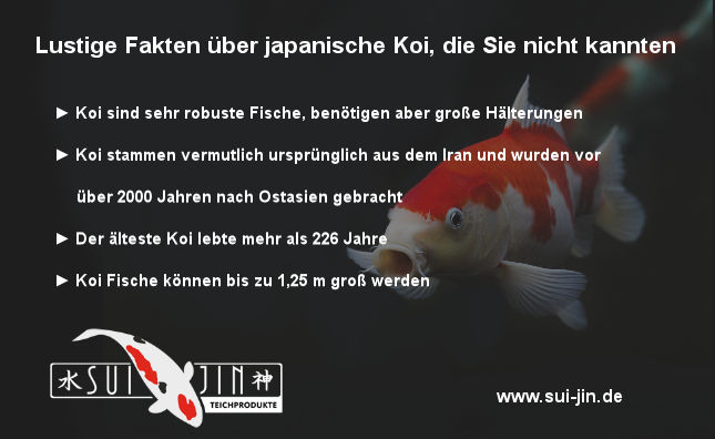 Lustige Fakten über japanische Koi, die Sie nicht kannten