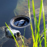 (Bild für) Skimmer