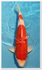 (Bild für) 45-50cm Goromo - Yagenji
