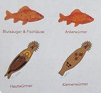 (Bild für) Wurmbehandlung